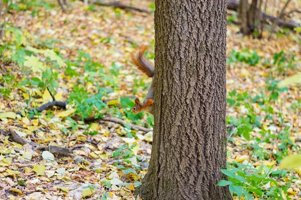 Grappig en pluizig rode eekhoorn. — Stockfoto