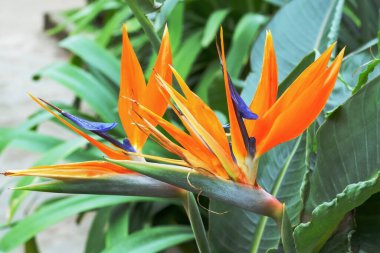 Sade, doğal renklerde güzel çiçekler..