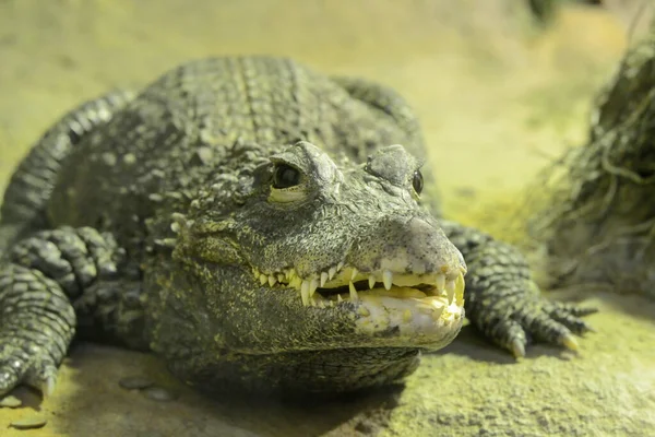 Cocodrilo verde, disparo de cerca. — Foto de Stock