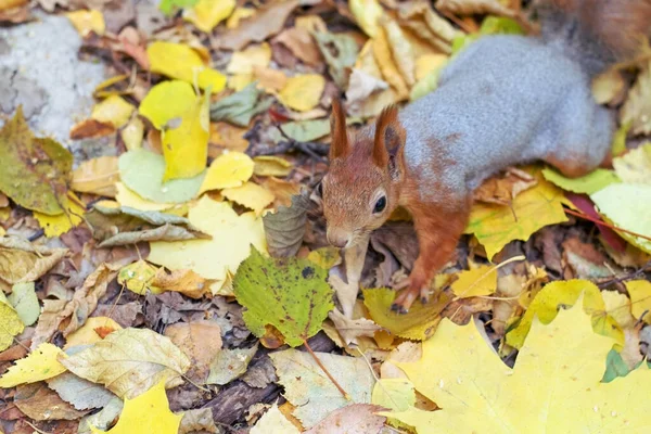 Lustiges und flauschiges rotes Eichhörnchen. — Stockfoto