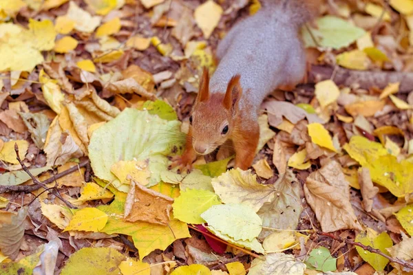 Funny and fluffy red squirrel. — Stock Photo, Image