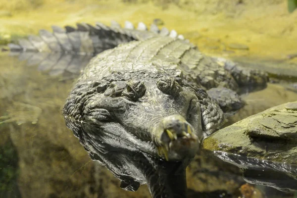 Un cocodrilo verde y dentado yace en el agua. —  Fotos de Stock