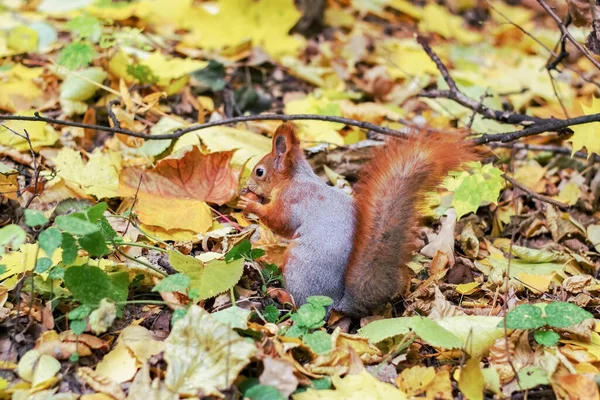 Komik ve tüylü kırmızı sincap..