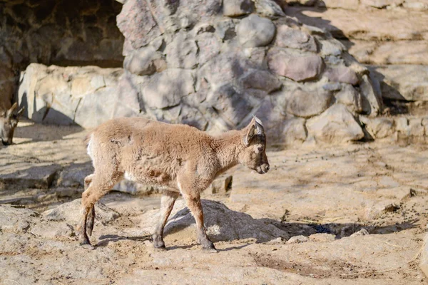 A young mountain goat. — Stock Photo, Image
