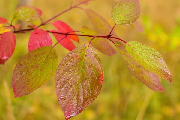 Nasses Herbstlaub am Ast. — Stockfoto