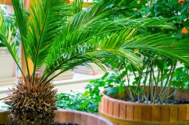 Büyük bir serada çiçekler ve bitkiler.