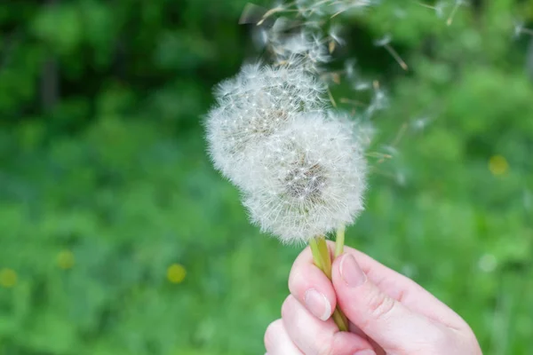 Dandelion seeds scatter in the wind. — Stock Photo, Image