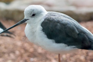 Çulluk kuşu. Yakın çekim..