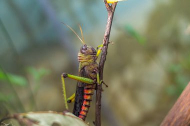 Bir çekirgenin makro fotoğrafı.