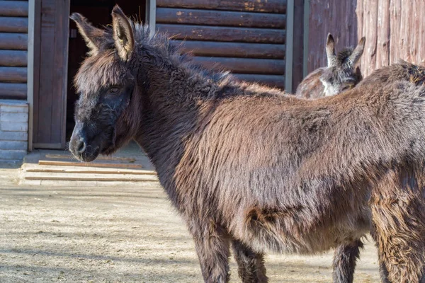 Two long haired donkeys in an enclosure on a farm. — Stock Photo, Image