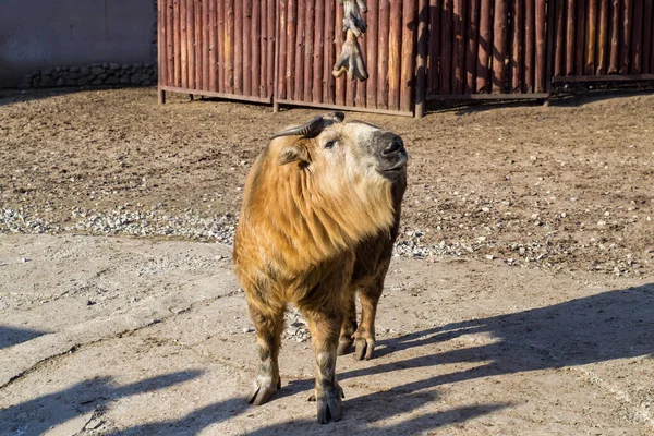 Golden Takin on the background of wooden buildings. — Stock Photo, Image