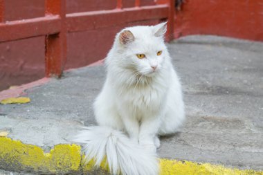 Sarı gözlü beyaz tüylü kedi albino.