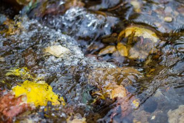 Kayaların üzerinde akan suyun altında sarı sonbahar yapraklarını görebilirsiniz..