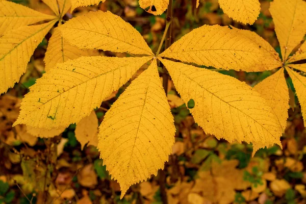 Gelbe Kastanien blättern im Herbst. — Stockfoto