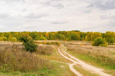 Sonbahar ormanına giden yol.