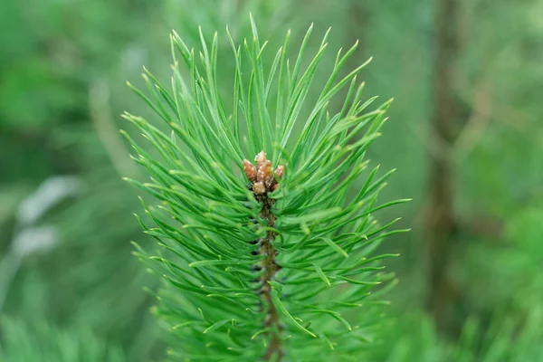 Branches of a young green spruce. — Stock Photo, Image