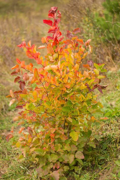 Herbstbaum mit gelb-rotem Laub. — Stockfoto