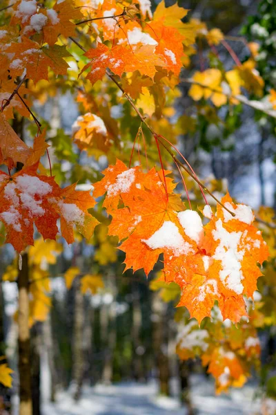 Leaves of red and yellow canadian maple in the snow.