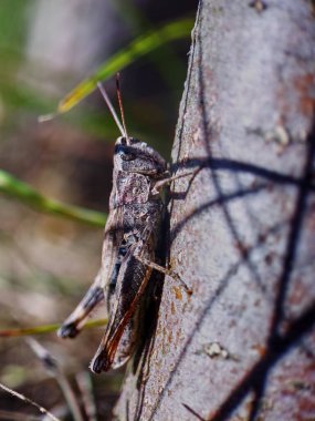 Ağaçtaki büyük çekirge.