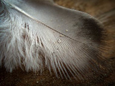 Su damlaları olan bir tüye yakın çekim