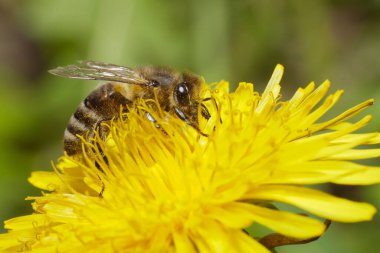 Karahindiba üzerinde makro arı