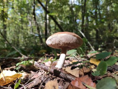 Kahverengi mantar ormanda ortaya çıktı.