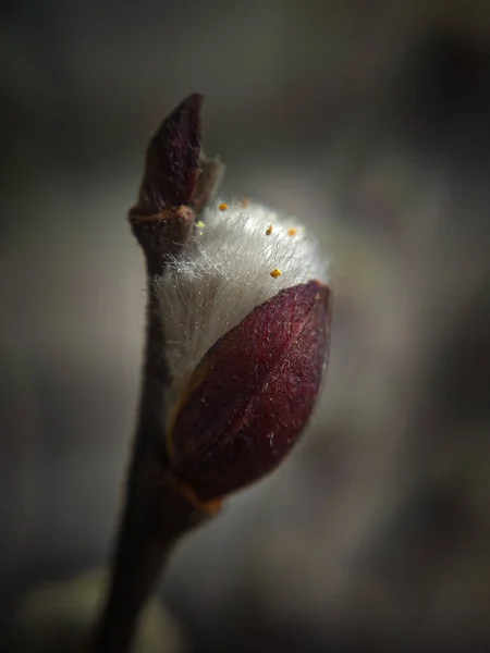 Small Bud Young Tree — Stock Photo, Image