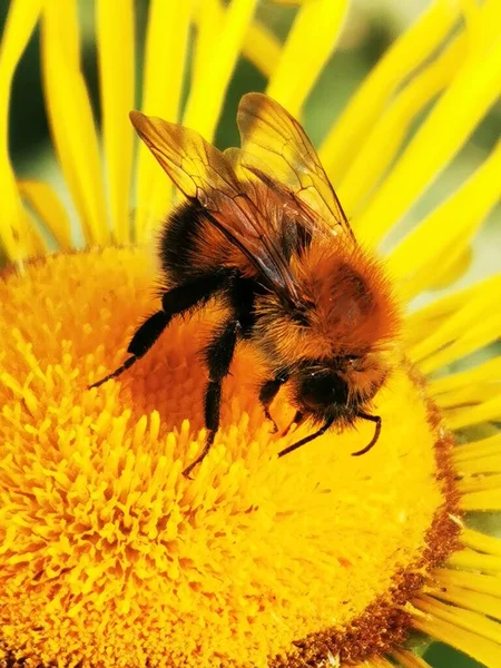 Little Bumblebee Yellow Flower — Stock Photo, Image