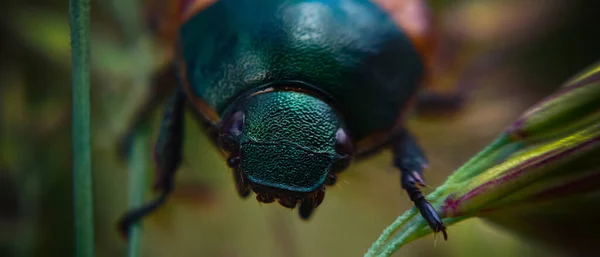 Escarabajo Verde Cerca —  Fotos de Stock