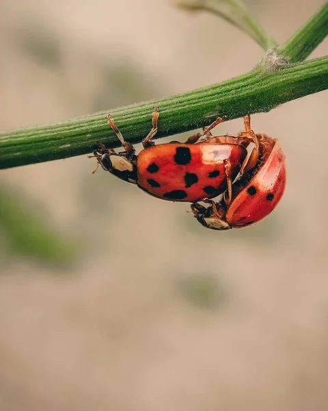 Deux Coccinelles Sur Une Branche Verte — Photo