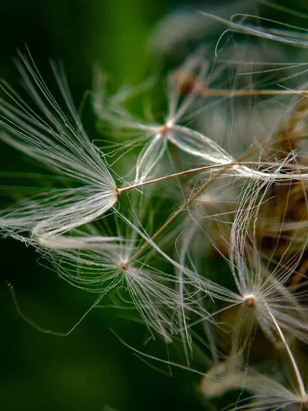 Close Dandelion — Stock Photo, Image