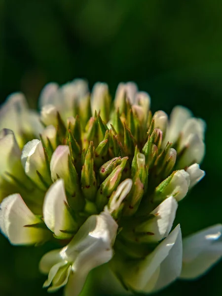 Close Flower Plant — Stock Photo, Image
