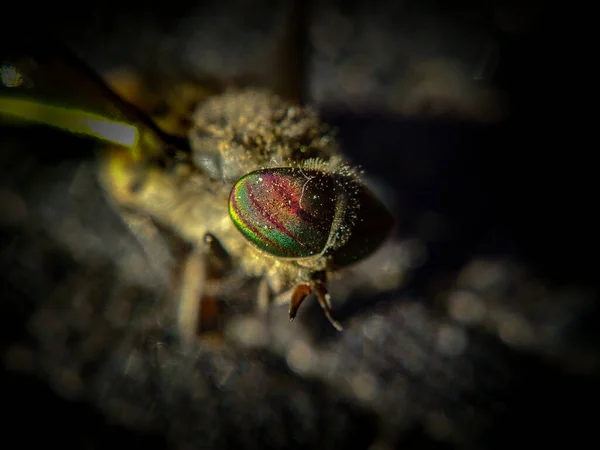Πράσινη Μύγα Ένα Φύλλο — Φωτογραφία Αρχείου