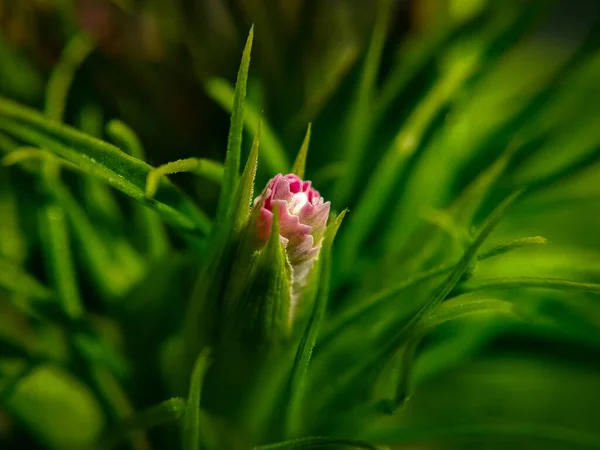 Macro Small Pink Flower Bud — Stock Photo, Image