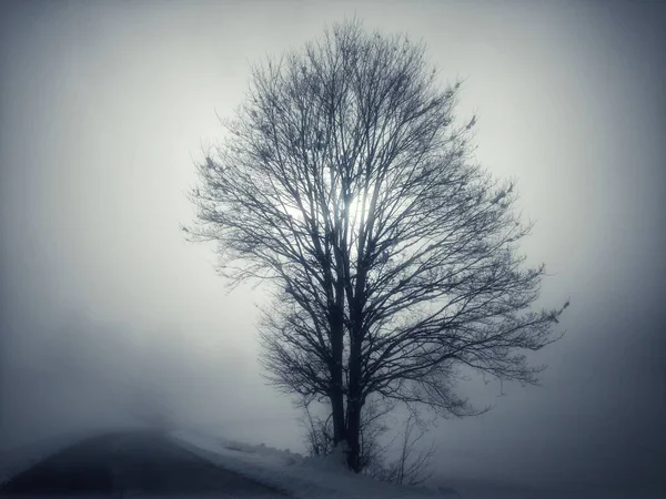 Ensamt Träd Dimman — Stockfoto