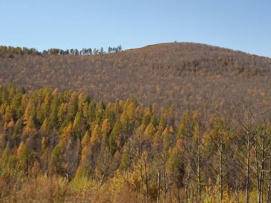 Moğol güzellik doğası ve ormanı