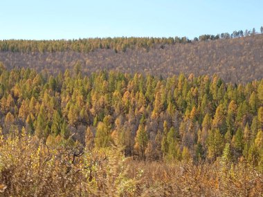 Moğol güzellik doğası ve ormanı