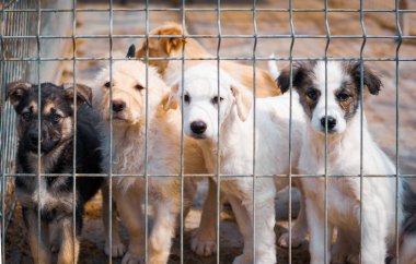 Barınak köpekleri kabul edilmesi için yalvarıyor