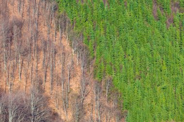 Yaprak döken orman karşı iğne yapraklı