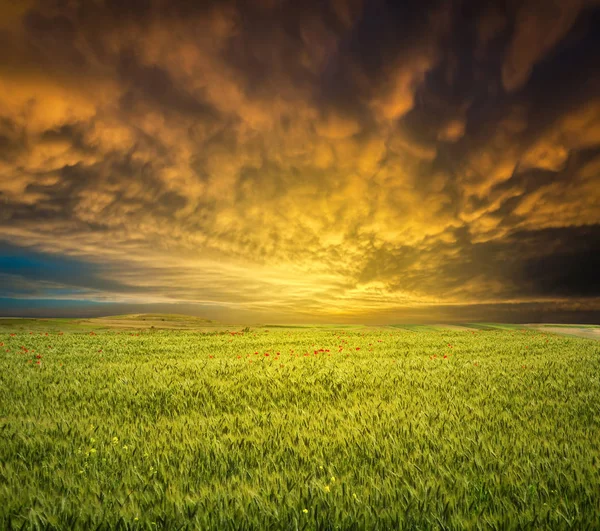 Gün batımında buğday tarlası