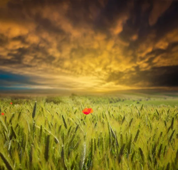 Gün batımında - sığ derinlik-in tarla bir buğday alan ortasında haşhaş çiçek