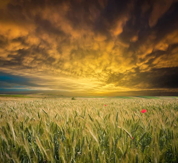 Gün batımında buğday tarlası