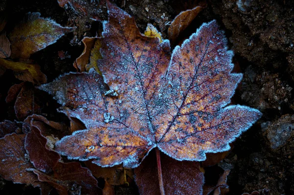 Dall Autunno All Inverno Congelamento Delle Foglie Autunnali — Foto Stock