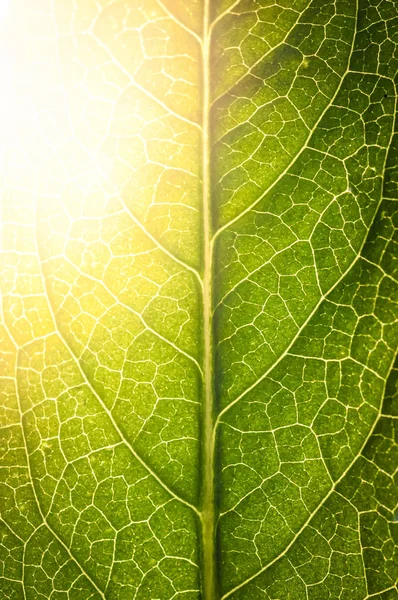 光フレアと葉のテクスチャー — ストック写真
