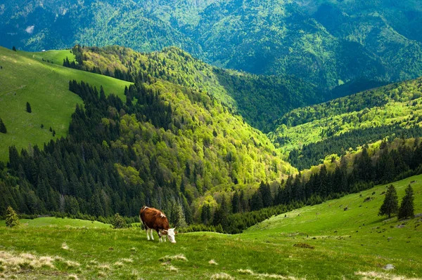 奶牛在山上吃草 — 图库照片