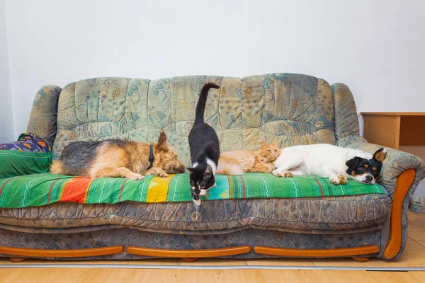 坐在沙发上的宠物家庭 — 图库照片