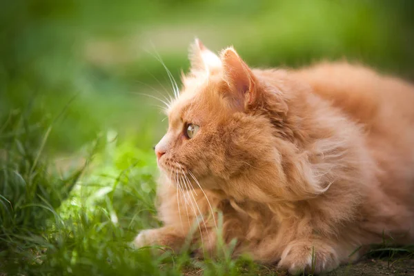 Curious Orange Cat Outdoors — Stock Photo, Image