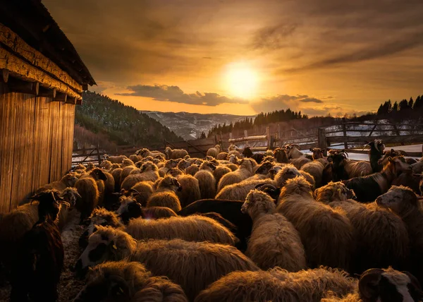 罗马尼亚日落时的羊群 免版税图库图片