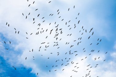 Dağların Uçan Kuşlar sürüsü