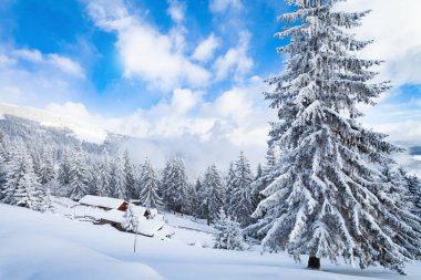Güzel çam ağacı ve ladin kış manzara arka plan